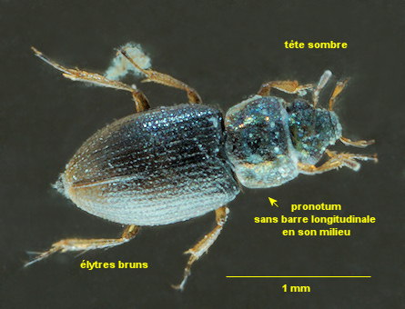 Ochthebius marinus