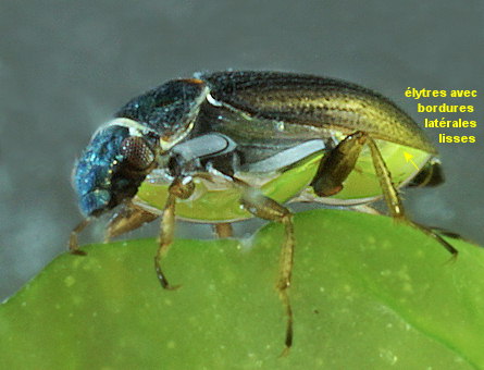 Ochthebius marinus