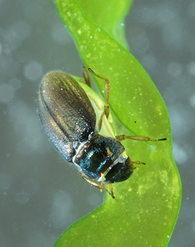 Ochthebius marinus