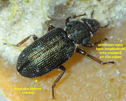 Ochthebius lejolisii