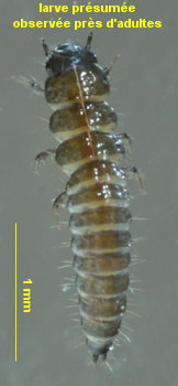 Ochthebius lejolisii (larve)