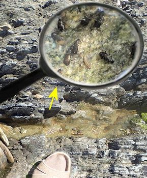 Ochthebius lejolisii