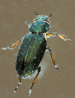 Ochthebius lejolisii