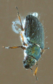 Ochthebius lejolisii
