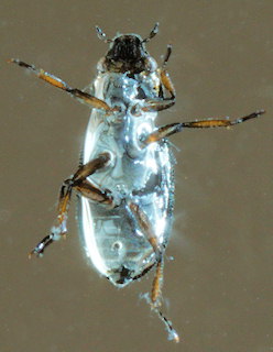 Ochthebius lejolisii