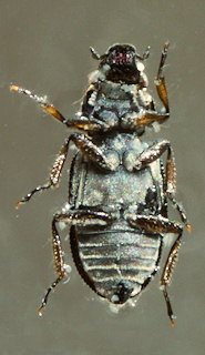 Ochthebius lejolisii