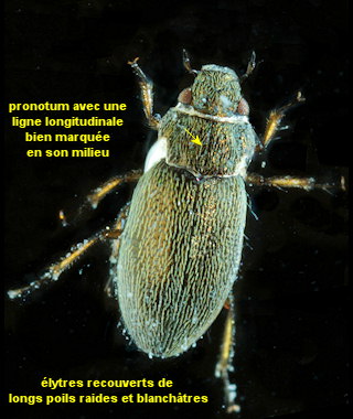 Ochthebius punctatus
