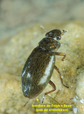 Ochthebius punctatus