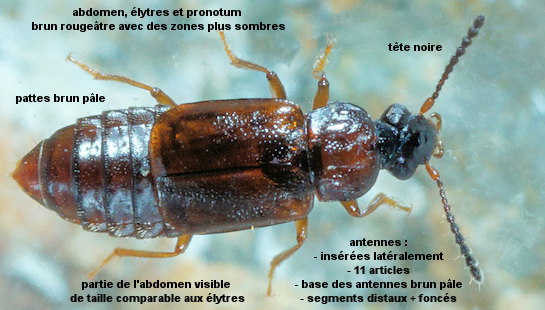 Omalium laeviusculum