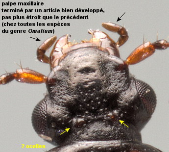 Omalium laeviusculum