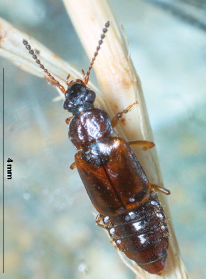 Omalium laeviusculum