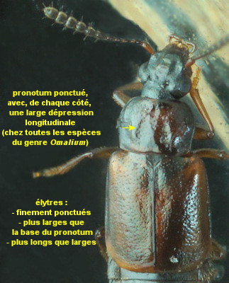Omalium laeviusculum