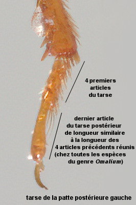 Omalium laeviusculum