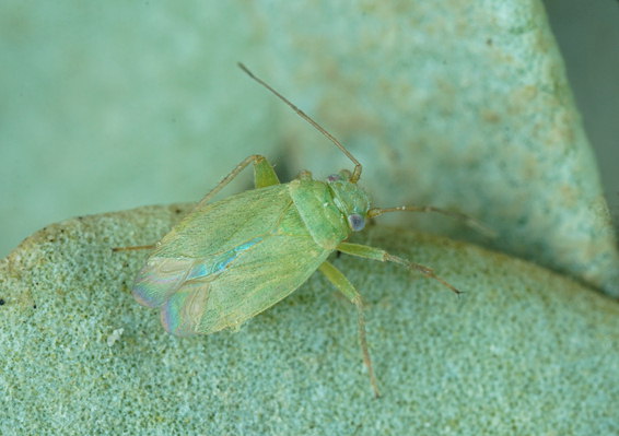 Orthotylus moncreaffi