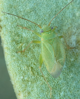 Orthotylus moncreaffi