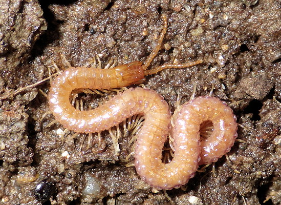 Pachymerium ferrugineum