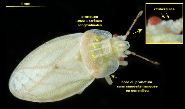 Parapiesma quadratum