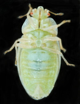 Parapiesma quadratum
