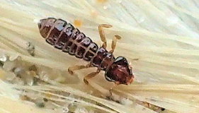 Pectinopygus bassani