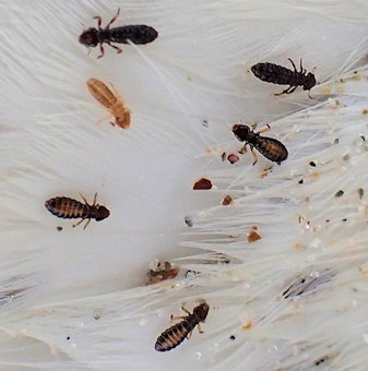 Pectinopygus bassani