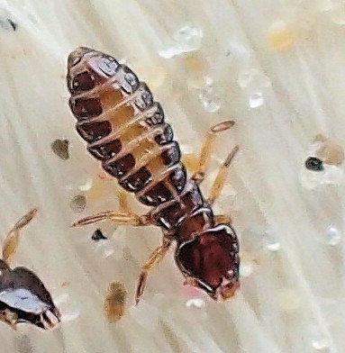 Pectinopygus bassani