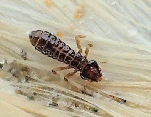 Pectinopygus bassani