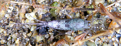 Petrobius maritimus