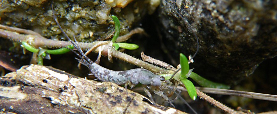Petrobius