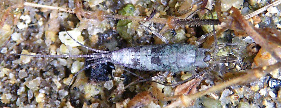 Petrobius