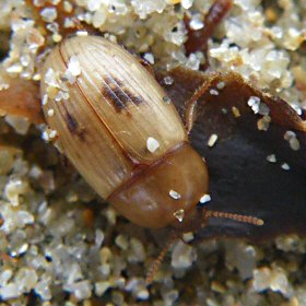 Phaleria cadaverina