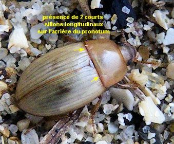Phaleria cadaverina