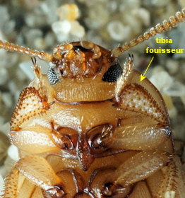 Phaleria cadaverina