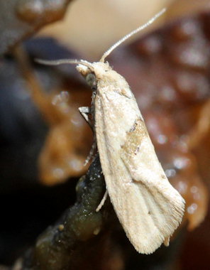 Phalonidia affinitana