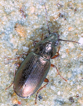 Pogonus chalceus