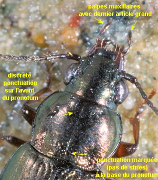 Pogonus chalceus