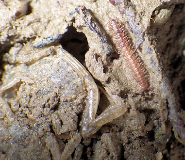 Polydesmus asthenestatus