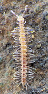 Polydesmus asthenestatus