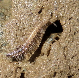 Polydesmus asthenestatus