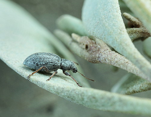 Polydrusus pulchellus