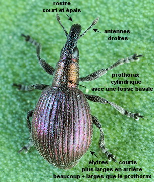Pseudaplemonus limonii