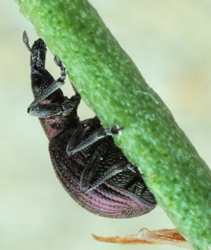 Pseudaplemonus limonii