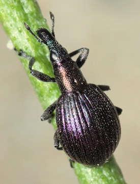 Pseudaplemonus limonii