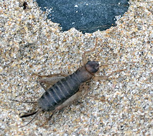 Pseudomogoplistes vicentae septentrionalis