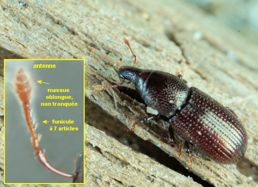 Pseudophloeophagus truncorum