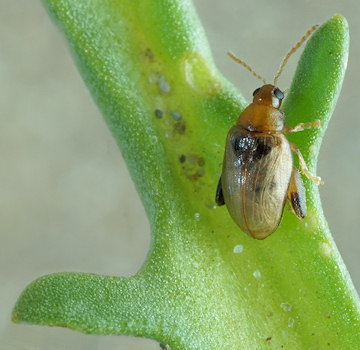 Psylliodes marcida