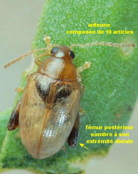 Psylliodes marcida