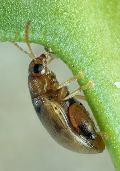 Psylliodes marcida