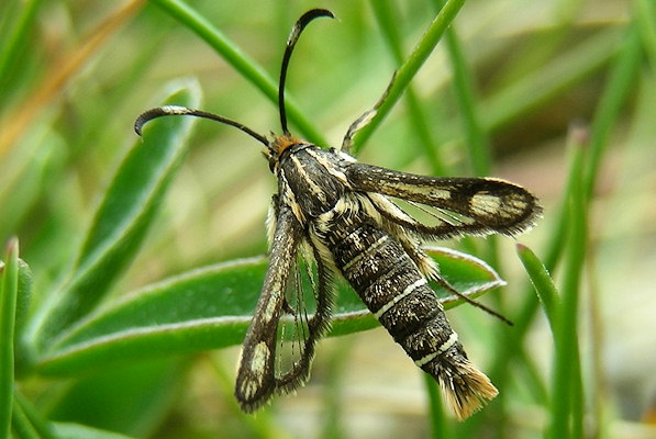 Pyropteron muscaeformis