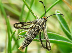 Pyropteron muscaeformis