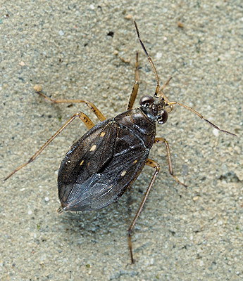 Salda littoralis